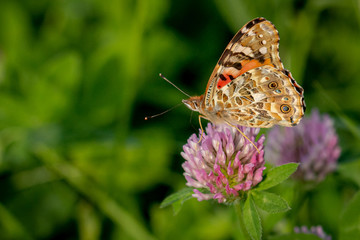 butterfly on flower