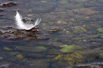 White Feather Floating on Water
