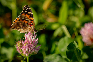 butterfly on flower