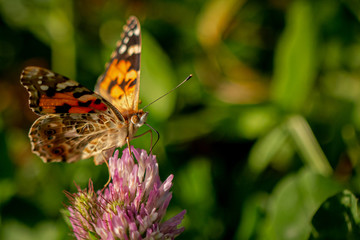 butterfly on flower