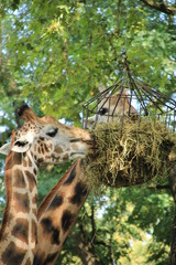 Giraffen fressen Streu aus Korb