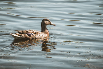 duck in water