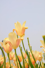 Fototapeta premium tulip flowers