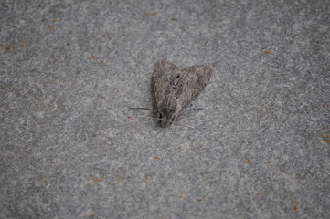 moth animal of class Insecta (insects)