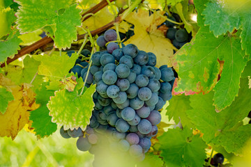 bunch of grapes on the vine