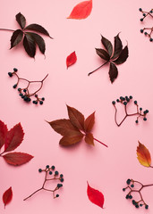 Autumn flat lay with colored leaves and plant pattern