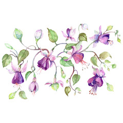 Fuchsia bouquet floral botanical flowers. Watercolor background set. Isolated bouquets illustration element.