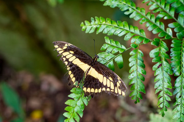 Closeup  beautiful butterfly  & flower in the garden.