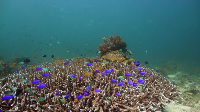 Tropical coral reef seascape with fishes, hard and soft corals. Underwater video. Camiguin, Philippines. Healthy coral reef with variety of fish and underwater wildlife. neon fish
