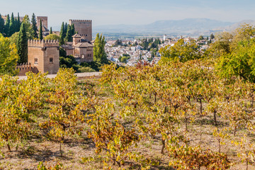 Vineyard at Alhambra fortress in Granada, Spain