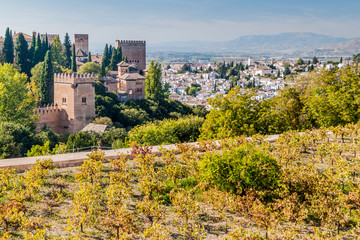 Obraz premium Vineyard at Alhambra fortress in Granada, Spain