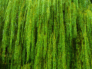 Weeping willow next to the water. Background, intensive green.