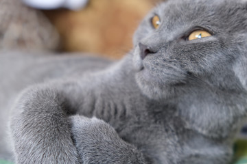 Sleepy British cat lying at couch with folded paws