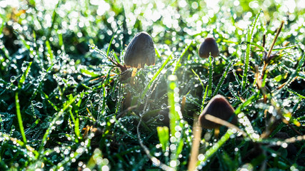 Dew drops on gras in the morning sun