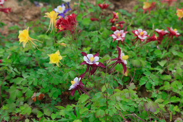 garden columbine flowers