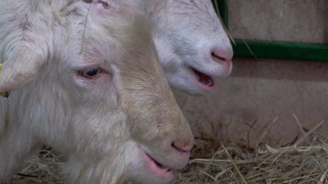 The goat chews , posing and meditating closeup