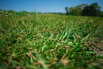 green grass and sky