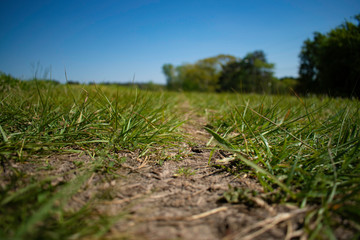 green grass and blue sky