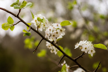 branch of a tree with white flowers