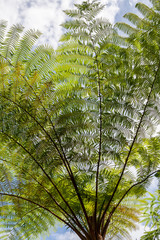 Tree in the neighbourhood of Ruteng, Flores, IDN