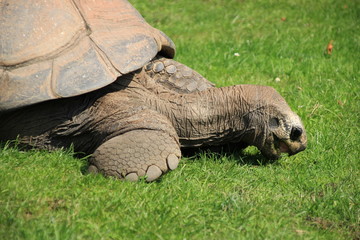 Fototapeta premium Fressende Schildkröte im Gras