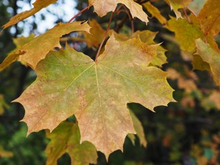 maple leaves in autumn
