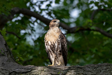 A Red-tailed Hawk perched upright in a tree.