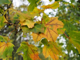 yellow maple leaves