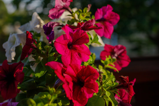 petunia flowers in the garden in Spring time.Floral pattern. Spring and summer flowers petunia background texture.Red Petunia Supertunia Vista Bubblegum flowers in a flowerpot standing outdoor