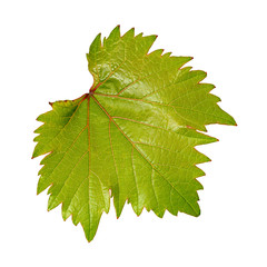 Young green wine leaf with red veins on a white background