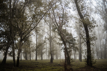 Fototapeta na wymiar Fogg in the forest