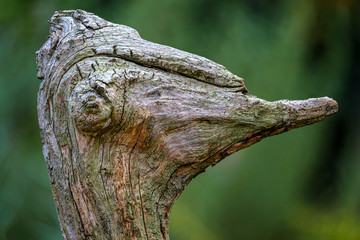 A portrait of an ostrich in an old piece of tree root
