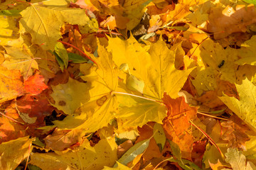 Texture of fallen leaves of different tree species on the ground.