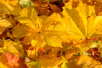 Texture of fallen leaves of different tree species on the ground.