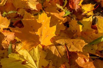 Texture of fallen leaves of different tree species on the ground.