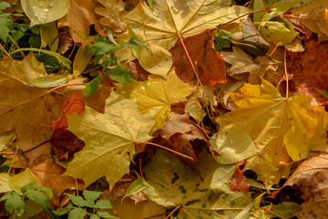 Texture of fallen leaves of different tree species on the ground.