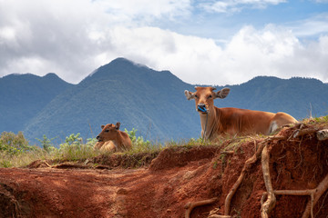 Cows in the neighbourhood of Ruteng, Flores, IDN