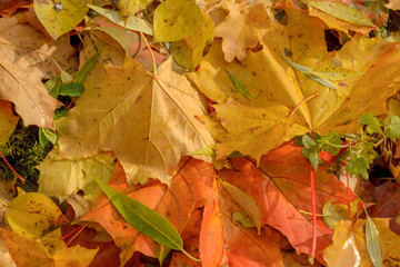 Texture of fallen leaves of different tree species on the ground.
