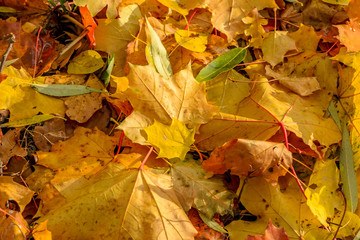 Texture of fallen leaves of different tree species on the ground.