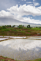 Fototapeta na wymiar Rice fields/sawah in the neighbourhood of Ruteng, Flores, IDN