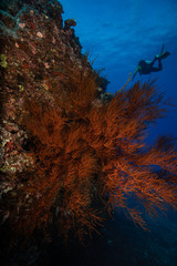 Fototapeta na wymiar Black Coral on a Reef in Hawaii