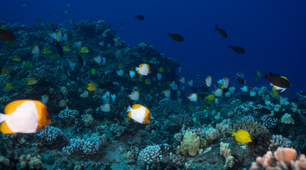 Schools of fish and coral on a reef in Hawaii