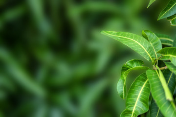 Green background of mango leaf.