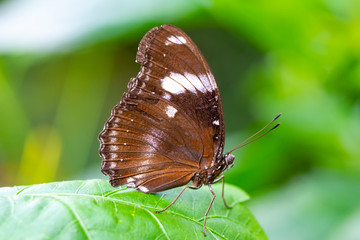 Closeup  beautiful butterfly  & flower in the garden.