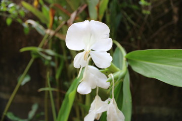 white flower 2