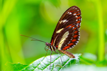 Fototapeta na wymiar Closeup beautiful butterfly & flower in the garden.