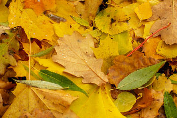 Texture of fallen leaves of different tree species on the ground.