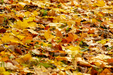 Texture of fallen leaves of different tree species on the ground.