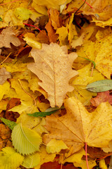 Texture of fallen leaves of different tree species on the ground.