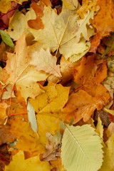 Texture of fallen leaves of different tree species on the ground.